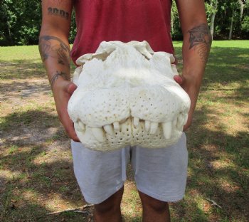 24 inches <font color=red> Massive</font> Florida Alligator Skull (Delivery Signature Required)) $299.99