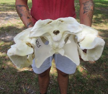 24 inches <font color=red> Massive</font> Florida Alligator Skull (Delivery Signature Required)) $299.99