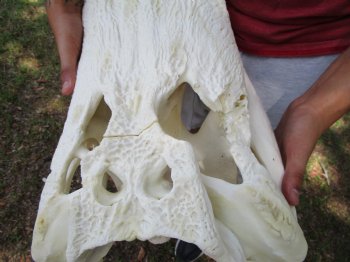 24 inches <font color=red> Massive</font> Florida Alligator Skull (Delivery Signature Required)) $299.99