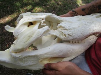 24 inches <font color=red> Massive</font> Florida Alligator Skull (Delivery Signature Required)) $299.99