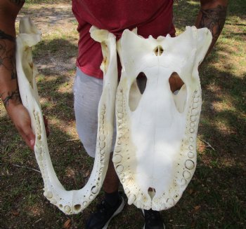 24 inches <font color=red> Massive</font> Florida Alligator Skull (Delivery Signature Required)) $299.99