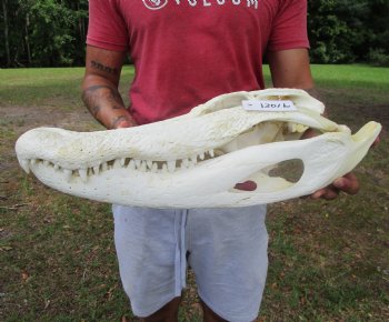 21 inches Real Florida Alligator Skull <font color=red> Huge Grade B</font>  - Buy this for $99.99