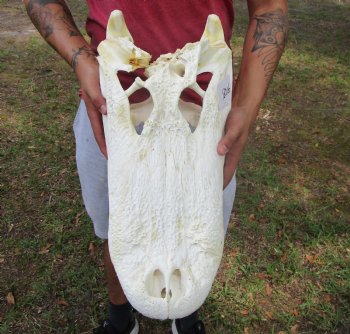 21 inches Real Florida Alligator Skull <font color=red> Huge Grade B</font>  - Buy this for $99.99