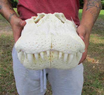 21 inches Real Florida Alligator Skull <font color=red> Huge Grade B</font>  - Buy this for $99.99