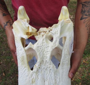 21 inches Real Florida Alligator Skull <font color=red> Huge Grade B</font>  - Buy this for $99.99