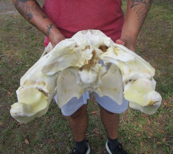 21 inches Real Florida Alligator Skull <font color=red> Huge Grade B</font>  - Buy this for $99.99