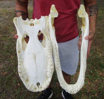 21 inches Real Florida Alligator Skull <font color=red> Huge Grade B</font>  - Buy this for $99.99