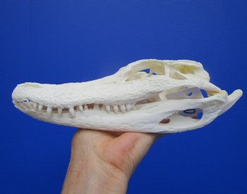 9-1/4 inches Authentic Florida Alligator Skull, Grade B - Buy this for $69.99