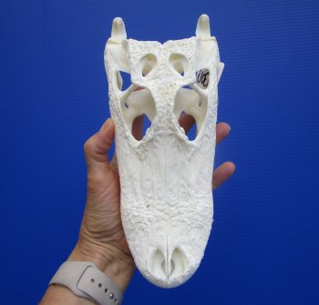9-1/4 inches Authentic Florida Alligator Skull, Grade B - Buy this for $69.99