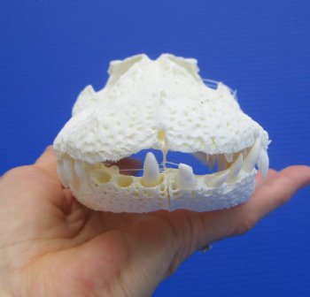 9-1/4 inches Authentic Florida Alligator Skull, Grade B - Buy this for $69.99