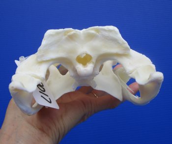 9-1/4 inches Authentic Florida Alligator Skull, Grade B - Buy this for $69.99