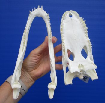 9-1/4 inches Authentic Florida Alligator Skull, Grade B - Buy this for $69.99