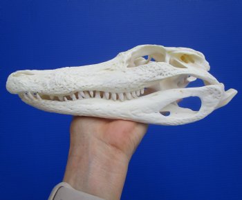 9-1/4 inches Authentic Florida Alligator Skull, Grade B - Buy this for $69.99