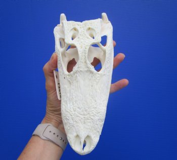 9-1/4 inches Authentic Florida Alligator Skull, Grade B - Buy this for $69.99