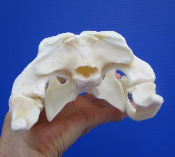 9-1/4 inches Authentic Florida Alligator Skull, Grade B - Buy this for $69.99