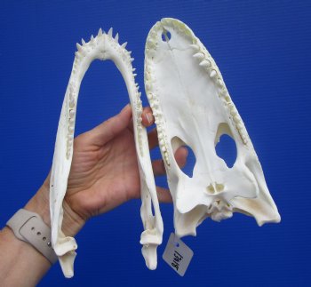 9-1/4 inches Authentic Florida Alligator Skull, Grade B - Buy this for $69.99