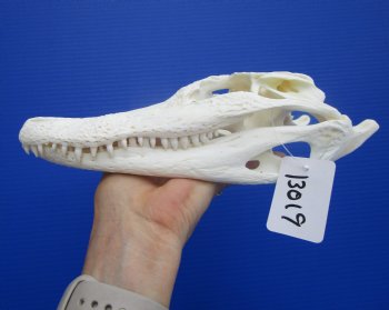 Genuine Florida Alligator Skull (9.50") - Buy this for $79.99