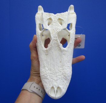 Genuine Florida Alligator Skull (9.50") - Buy this for $79.99