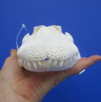 Genuine Florida Alligator Skull (9.50") - Buy this for $79.99