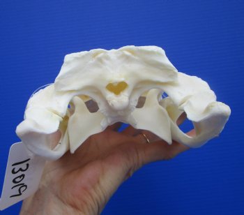 Genuine Florida Alligator Skull (9.50") - Buy this for $79.99