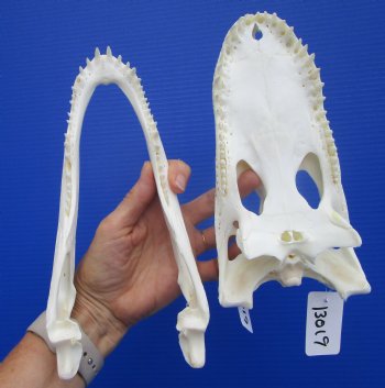 Genuine Florida Alligator Skull (9.50") - Buy this for $79.99