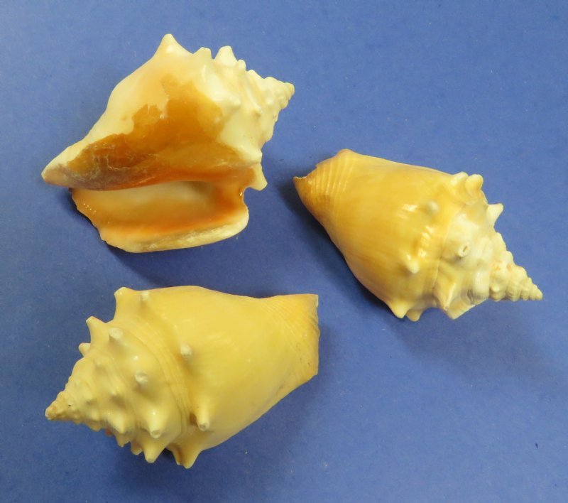 31/2 pounds (1 gallon) Caribbean Fighting Conch Shells in Bulk 11.99