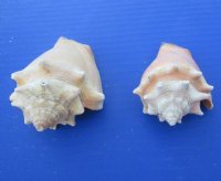 3.95 pound Bags Haitian Fighting Conch Shells <font color=red> Wholesale</font> 2 to 3-1/2 inches - 9 bags @ $10.80 a bag