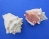 Haitian Fighting Conch Shells 2 to 3-1/2 inches  - 1 gallon (3.5 pounds) @ $15.75 a bag; 3 gallons @ $13.25 a gallon