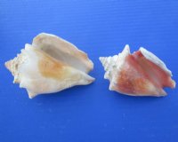 3.95 pound Bags Haitian Fighting Conch Shells <font color=red> Wholesale</font> 2 to 3-1/2 inches - 9 bags @ $10.80 a bag