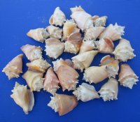 3.95 pound Bags Haitian Fighting Conch Shells <font color=red> Wholesale</font> 2 to 3-1/2 inches - 9 bags @ $10.80 a bag