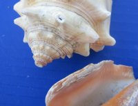 3.95 pound Bags Haitian Fighting Conch Shells <font color=red> Wholesale</font> 2 to 3-1/2 inches - 9 bags @ $10.80 a bag