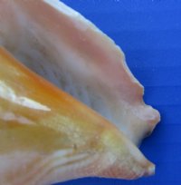 3.95 pound Bags Haitian Fighting Conch Shells <font color=red> Wholesale</font> 2 to 3-1/2 inches - 9 bags @ $10.80 a bag