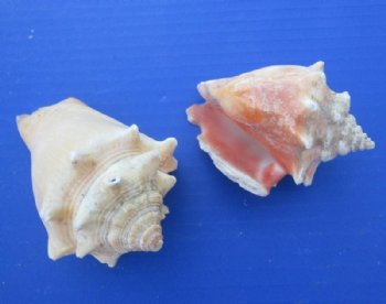 3.95 pound Bags Haitian Fighting Conch Shells <font color=red> Wholesale</font> 2 to 3-1/2 inches - 9 bags @ $10.80 a bag