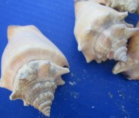 3.95 pound Bags Haitian Fighting Conch Shells <font color=red> Wholesale</font> 2 to 3-1/2 inches - 9 bags @ $10.80 a bag