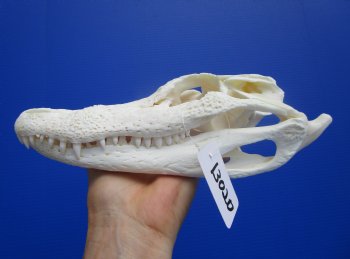 9-1/4 inches Authentic Florida Alligator Skull, Grade B - Buy this for $69.99
