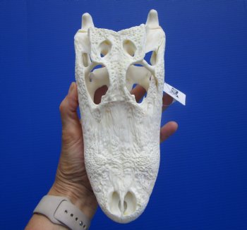 9-1/4 inches Authentic Florida Alligator Skull, Grade B - Buy this for $69.99