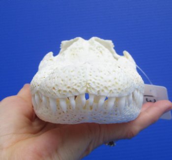 9-1/4 inches Authentic Florida Alligator Skull, Grade B - Buy this for $69.99