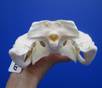 9-1/4 inches Authentic Florida Alligator Skull, Grade B - Buy this for $69.99
