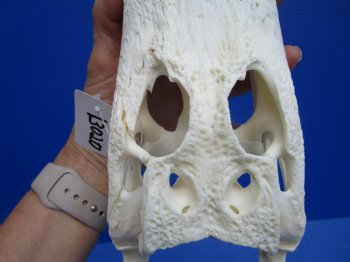 9-1/4 inches Authentic Florida Alligator Skull, Grade B - Buy this for $69.99