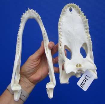 9-1/4 inches Authentic Florida Alligator Skull, Grade B - Buy this for $69.99