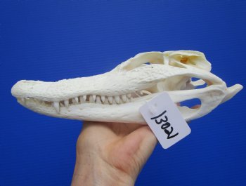 9-3/4 inches Authentic Florida Alligator Skull, Grade B - Buy this for $69.99