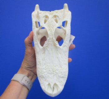9-3/4 inches Authentic Florida Alligator Skull, Grade B - Buy this for $69.99