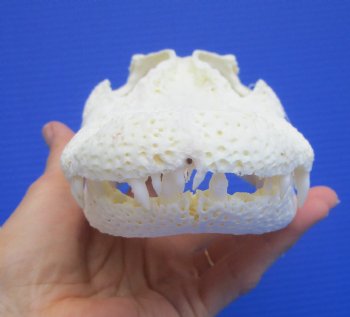 9-3/4 inches Authentic Florida Alligator Skull, Grade B - Buy this for $69.99