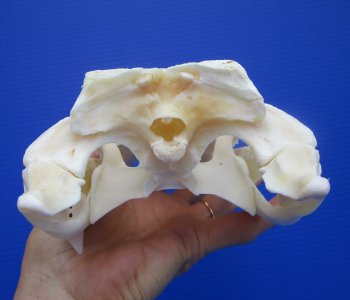 9-3/4 inches Authentic Florida Alligator Skull, Grade B - Buy this for $69.99