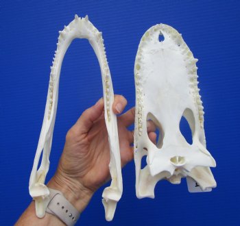 9-3/4 inches Authentic Florida Alligator Skull, Grade B - Buy this for $69.99