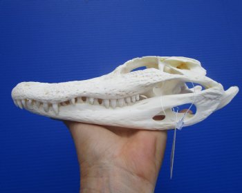 Real Florida Alligator Skull (8.50") Grade B - Buy this for $64.99