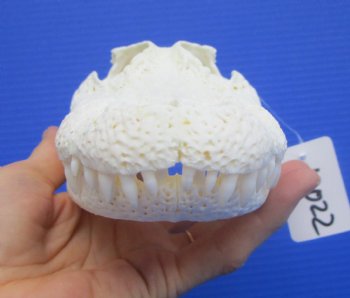 Real Florida Alligator Skull (8.50") Grade B - Buy this for $64.99