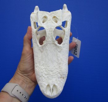 Real Florida Alligator Skull (8.50") Grade B - Buy this for $64.99