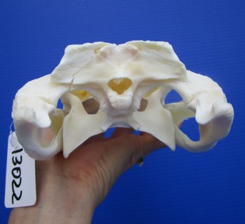 Real Florida Alligator Skull (8.50") Grade B - Buy this for $64.99