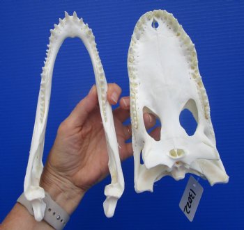 Real Florida Alligator Skull (8.50") Grade B - Buy this for $64.99